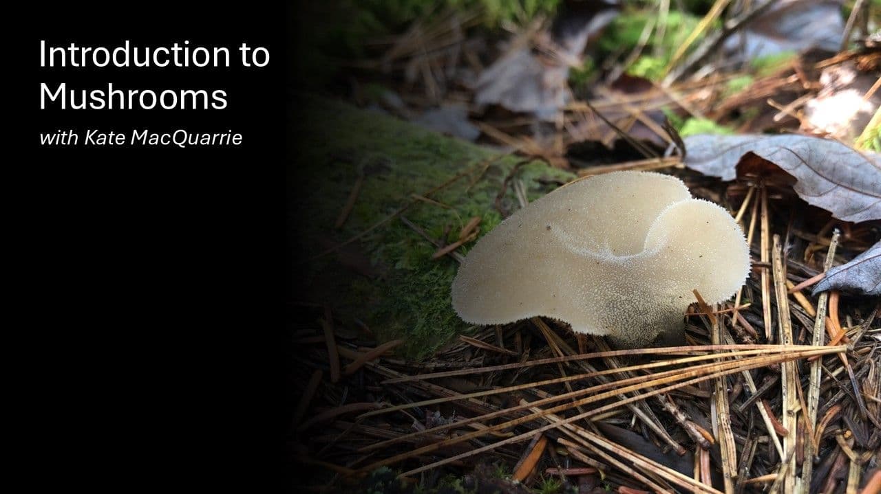 Introduction to Mushrooms Zoom Workshop