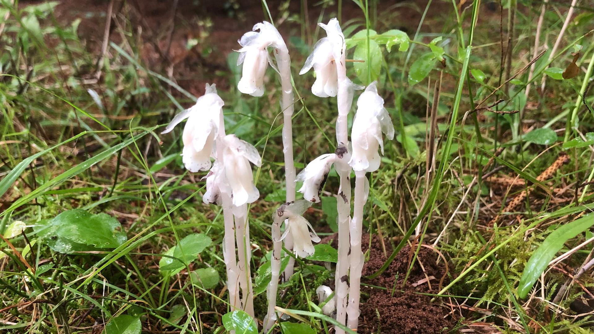 Edible and Medicinal Plant Walk