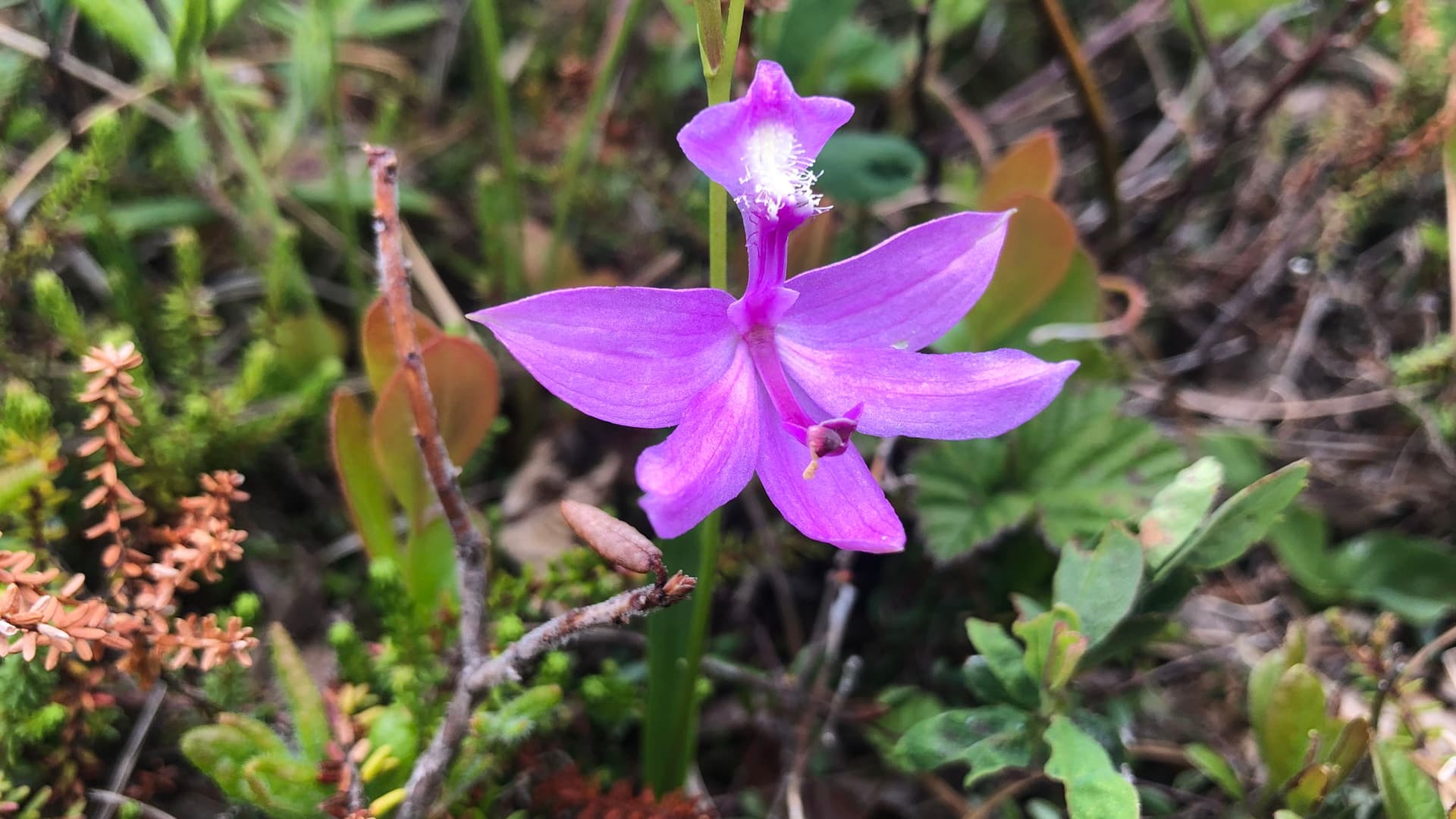 Bog Ecology and Orchid Walk with Kate MacQuarrie