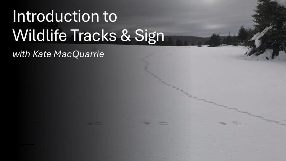 Wildlife Tracks and Sign Zoom Workshop