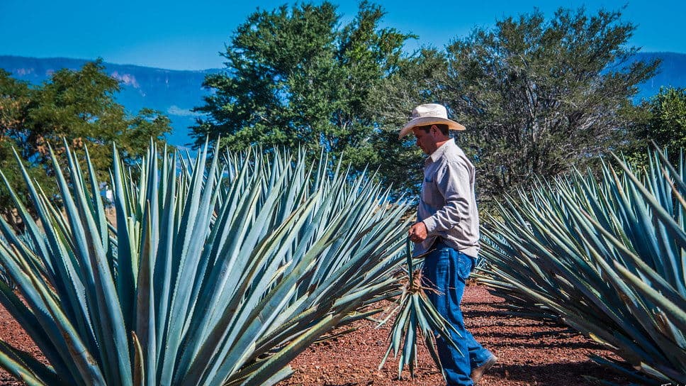 Cinco De Mayo Tequila Tasting - May 7th 7:30 pm