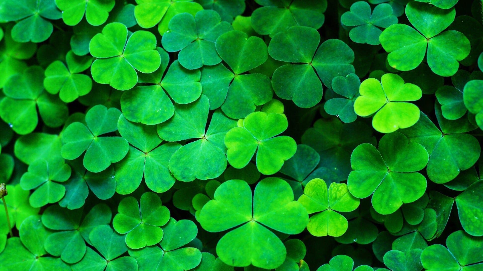 Saint Patrick's Day Dinner at Thandi